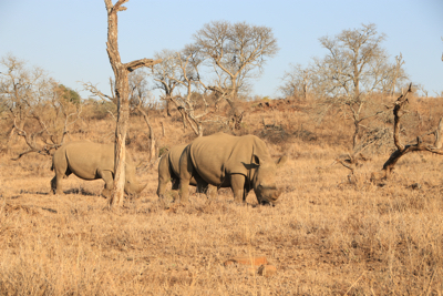 2 rhino