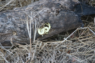 A tiny snake in a tree trunk.