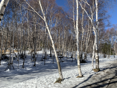 Silver birch trees