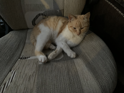 friendly cat.