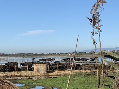 Water buffalo