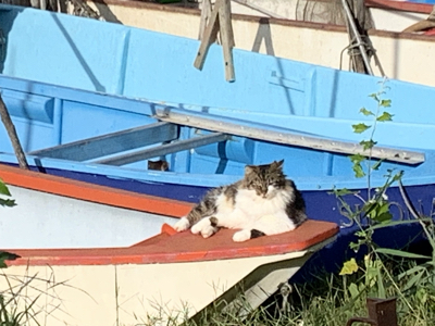 One of the cats having a rst in the sunshine.