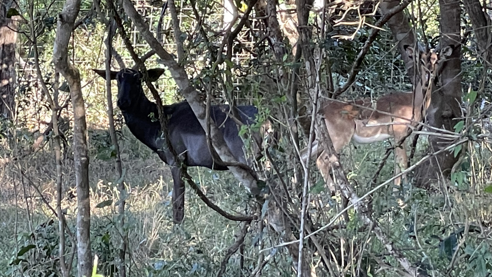A male black inpala with a female.