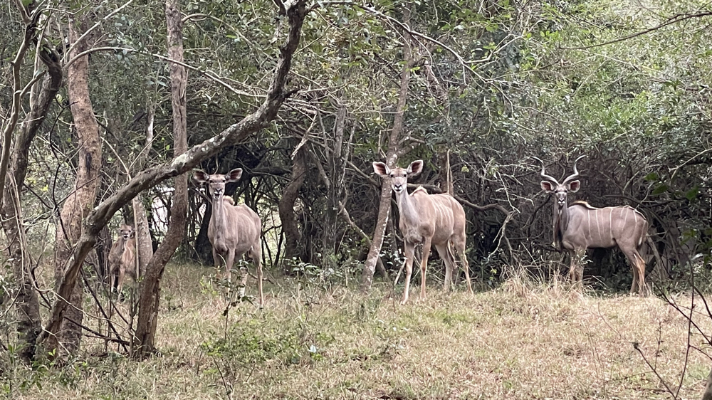 A male nyala with a couple of females near our campsite.