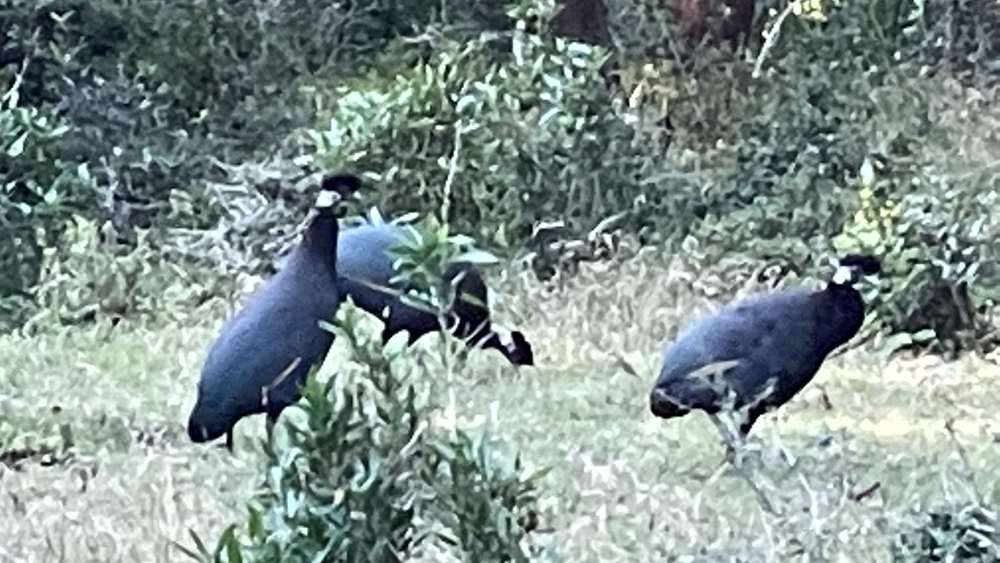 3 Crested Guinea-fowl.