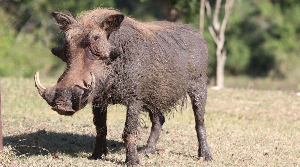 A warthog at the picnic site