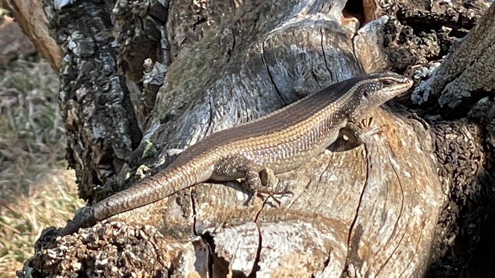 A skink sunning itself on a fallen tree.