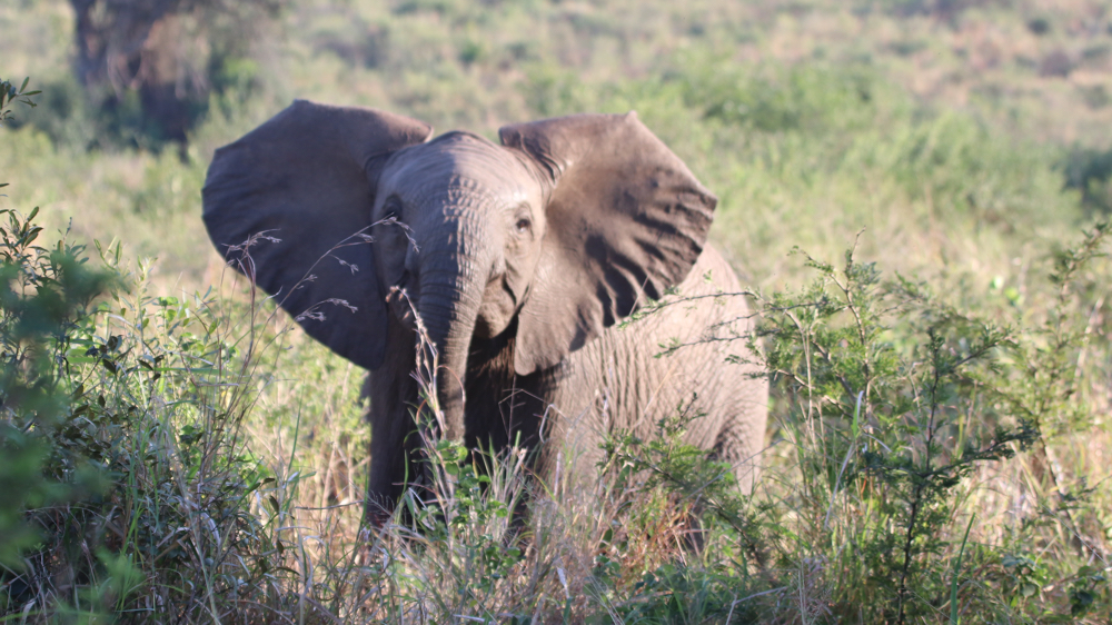 A young elephant waving his ears at us.
