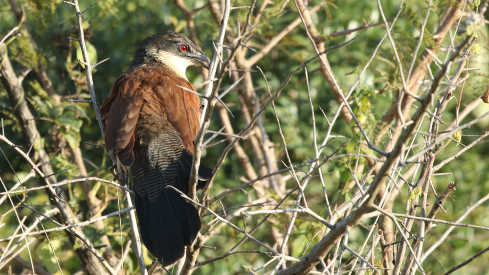 Burchell's Coucal
