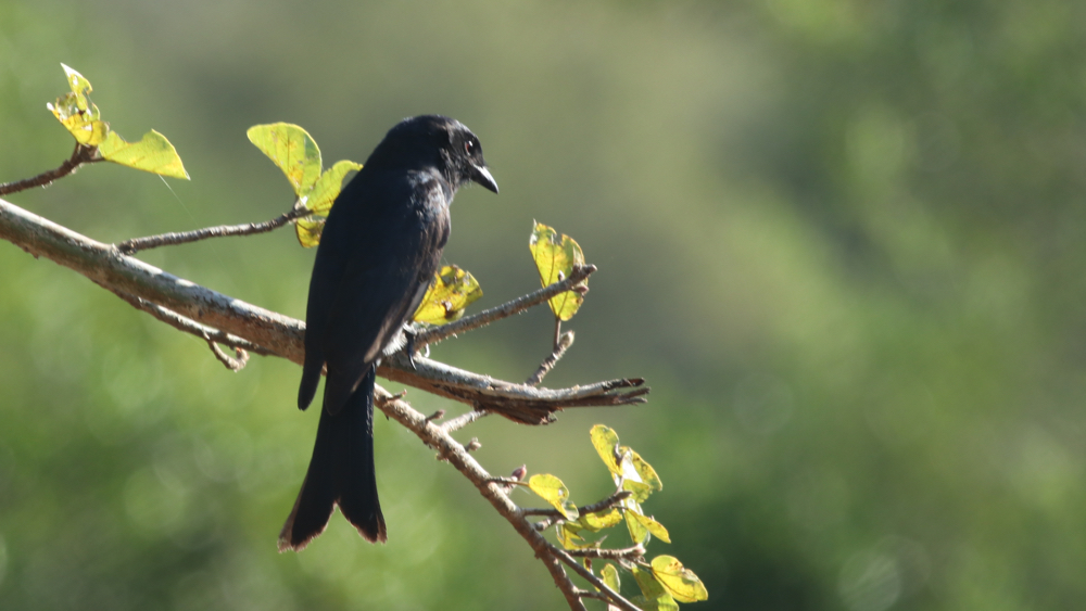 Fork-tailed Drongo on the lookout for insects.