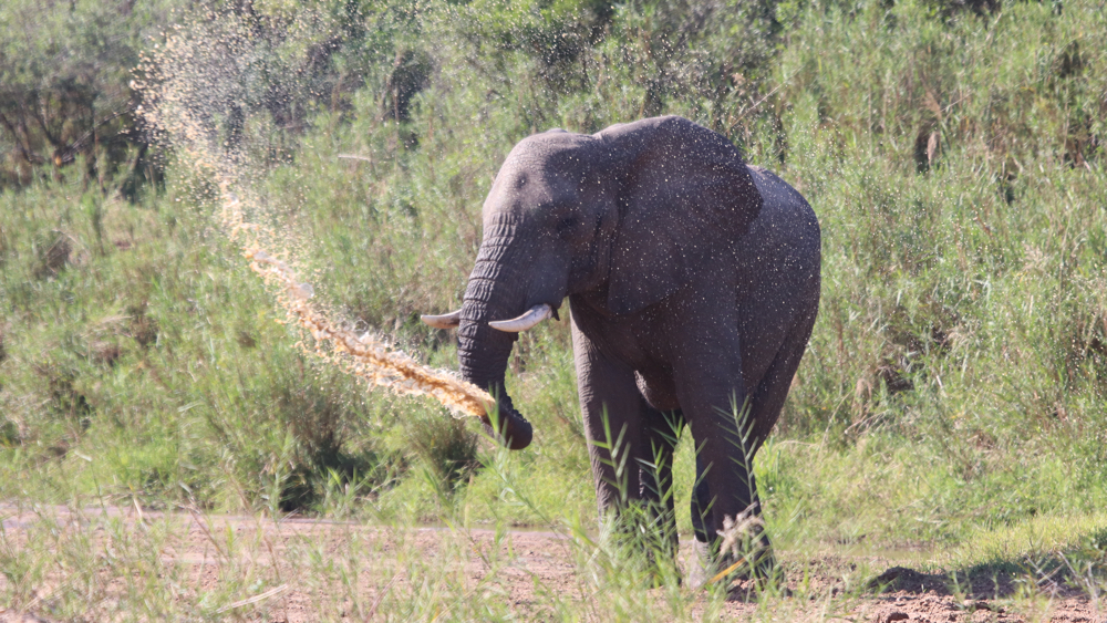A lone bull with a spray of water.