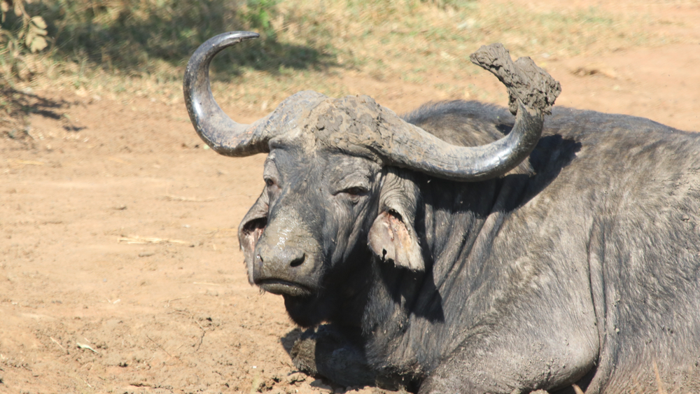same buffalo lying down.