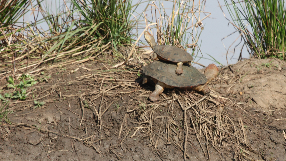 A couple of terrapins.