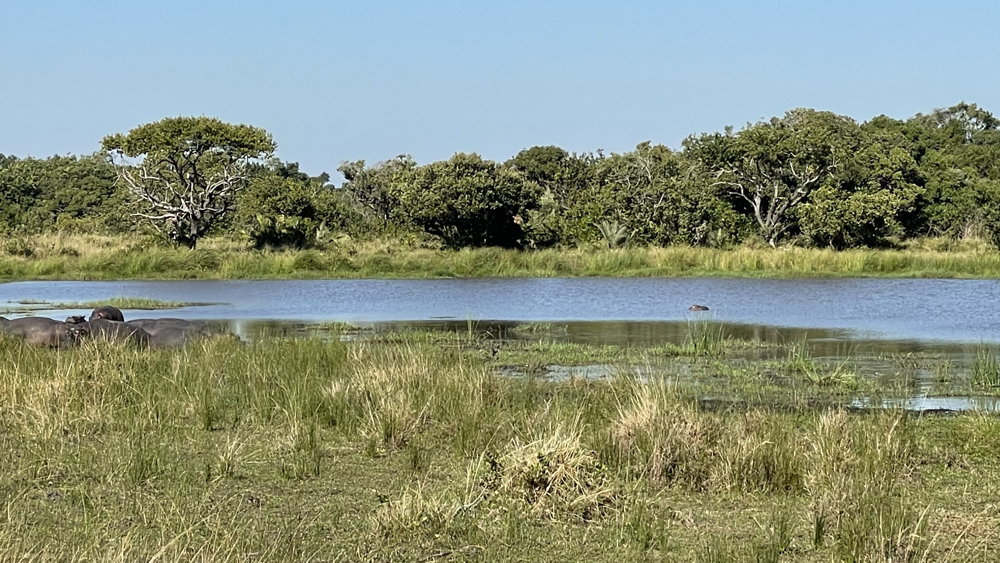 Hippos at Kwelezintombi Pan.