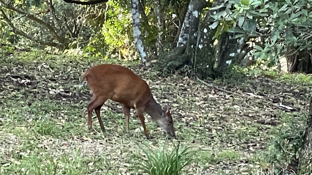 A red duiker at the campsite.