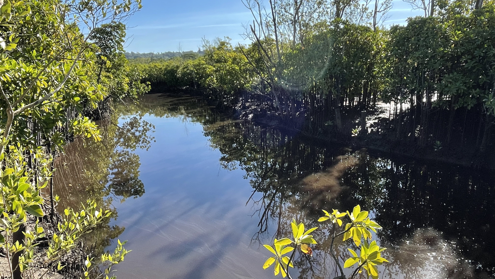 An inlet amongst the mangrove forest.