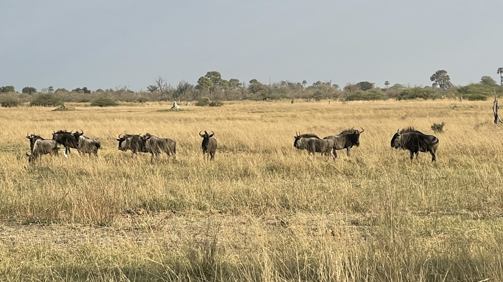 A small group of wildebeast.