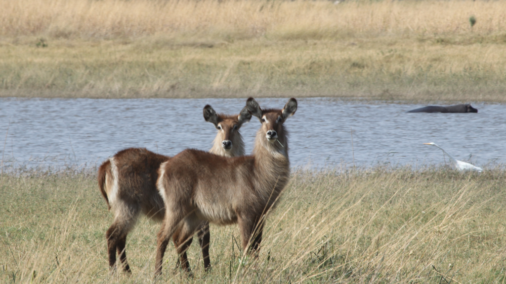 2 female waterbuck looking at us.