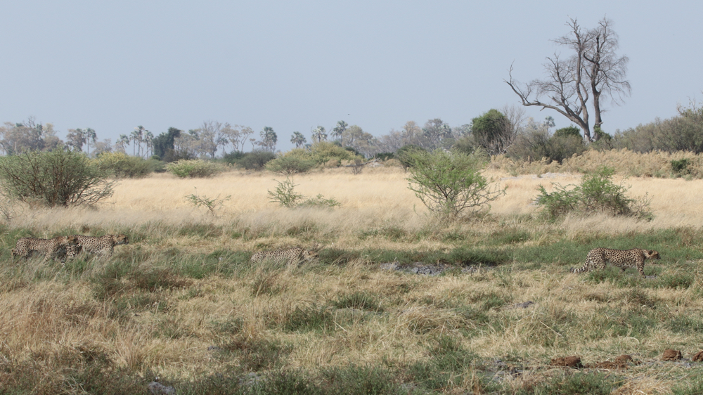 4 cheetah walking through the grass.