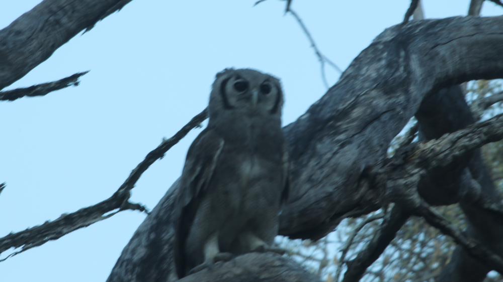 A spotted eagle-owl in a tree.