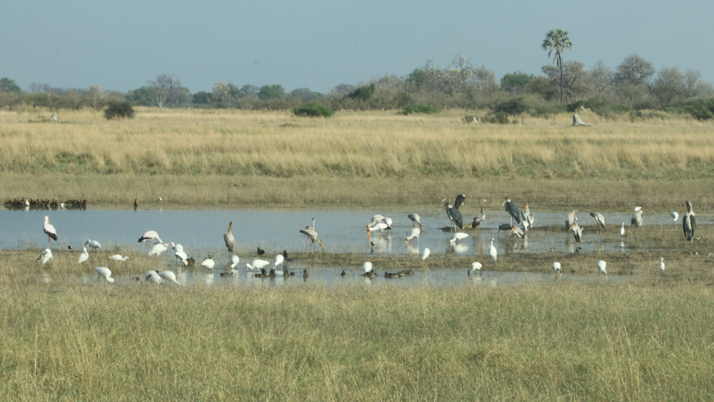 A pan with water and lots of birds.