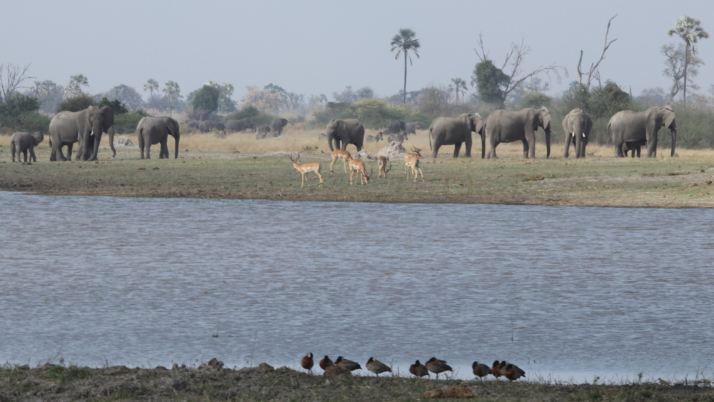 Impala and elephants on the opposite bank of a large area of water.