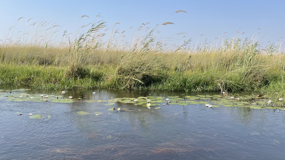Looking to one side of the channel with waterlilies in the water and the reeds being bent by the wind.