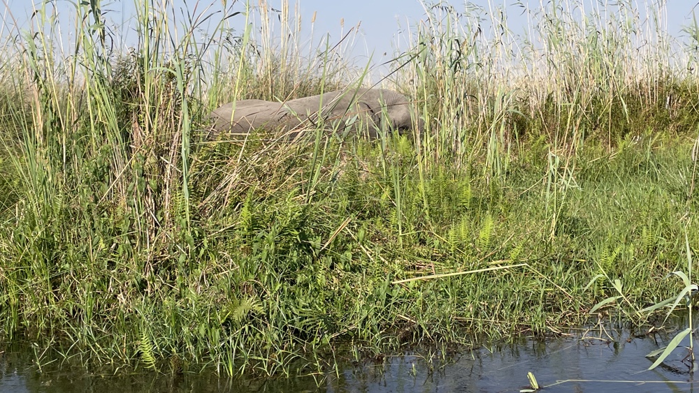 The top of an elephant which was well hidden by the reeds!