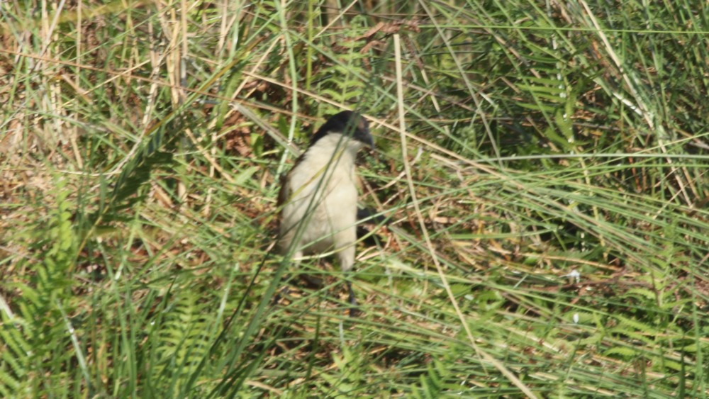 A coucal sitting amongst the reeds.