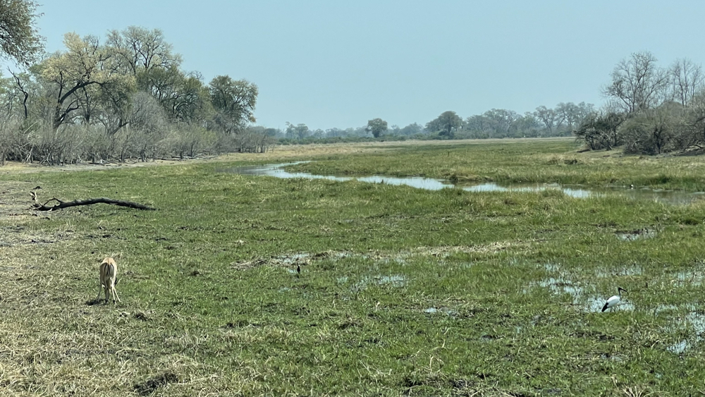 A narrow river channel with lots of wet grassland on either side.