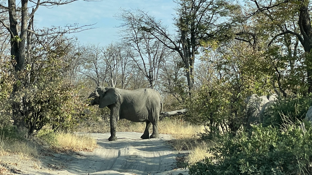 An elephant in the track ahead of us with others in the bushes.