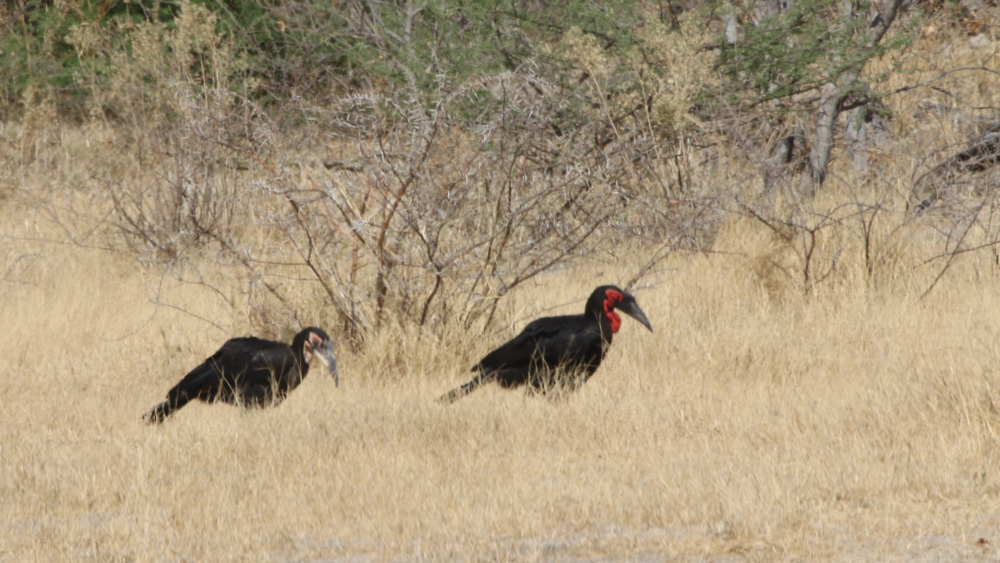 An adult and juvenile ground hornbill.