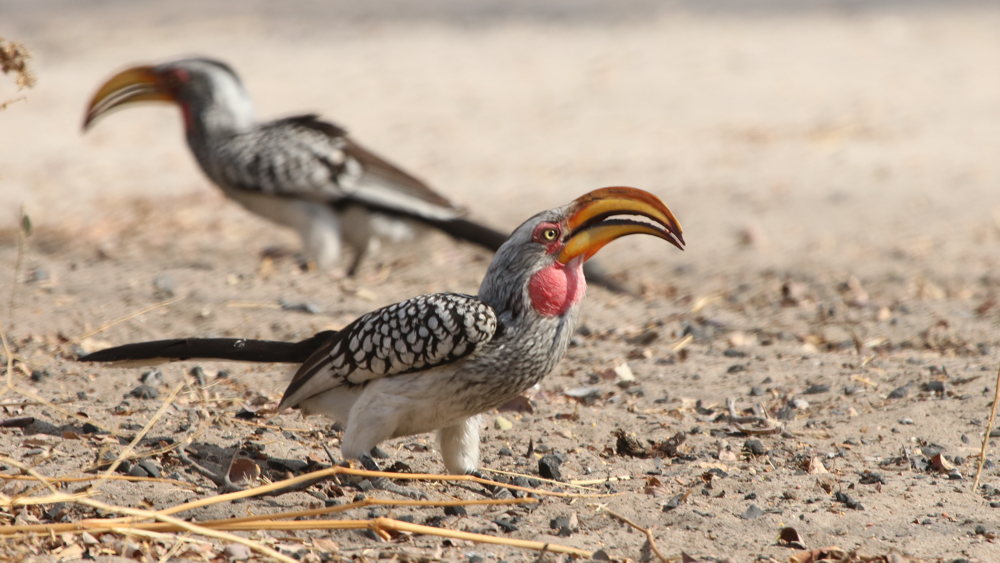 A male hornbill displaying.