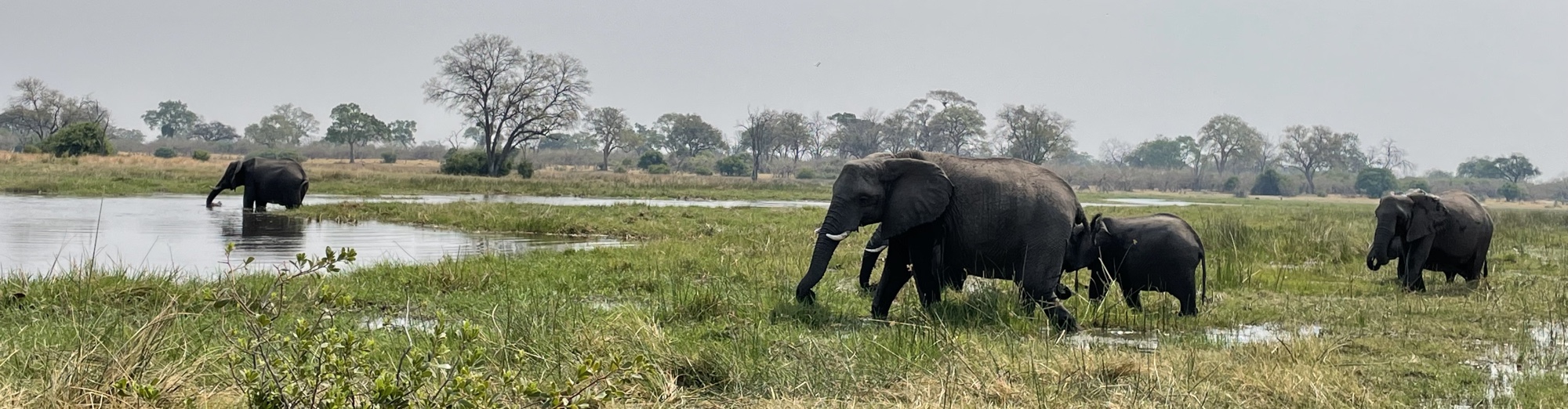 An elephant family hurrying towards the Khwai River.