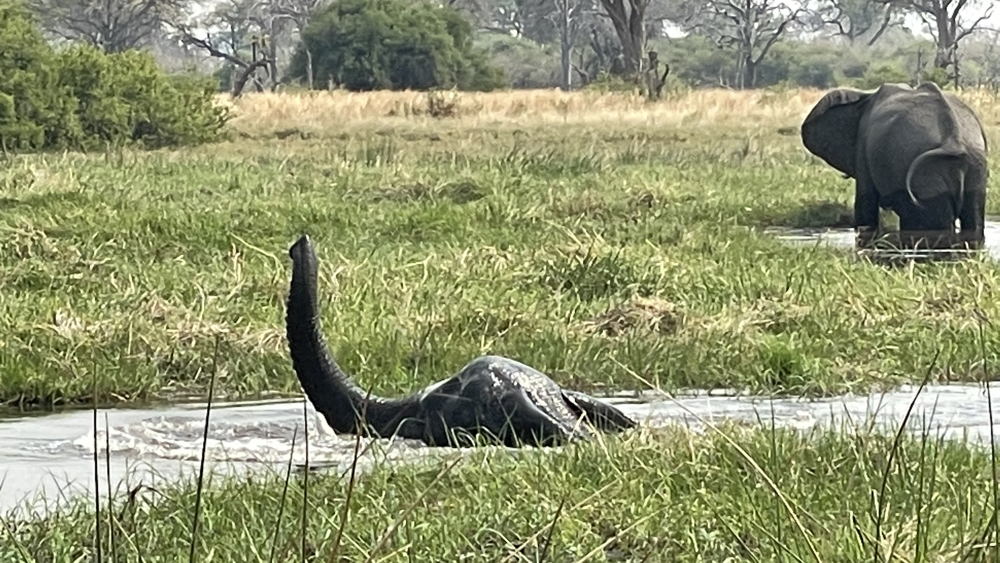 A youngsterwith just its head and trunk out of the water.