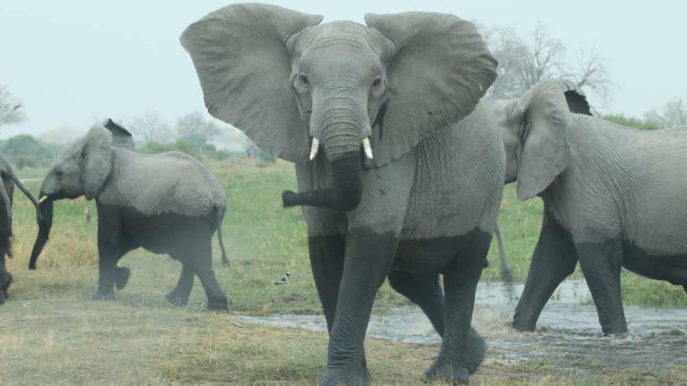 A young bull flapping his ears at us after the herd had crossed the river.