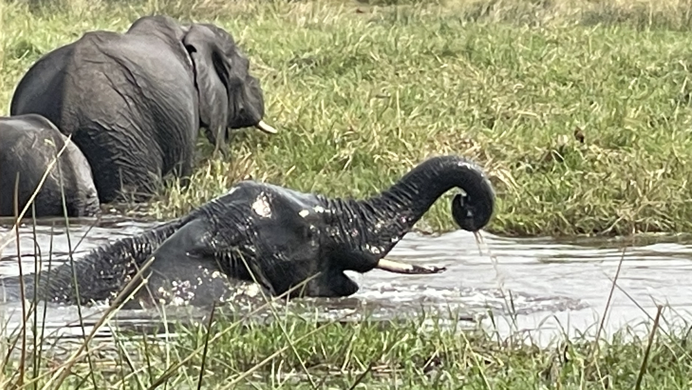 An elephants almost submerged in the wa