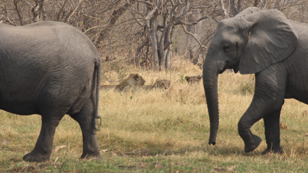 3 lionesses head can be seen between 2 elephants.
