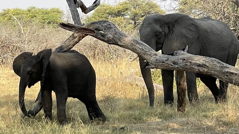 A youngster rubbing up against a dead tree with mum looking on.