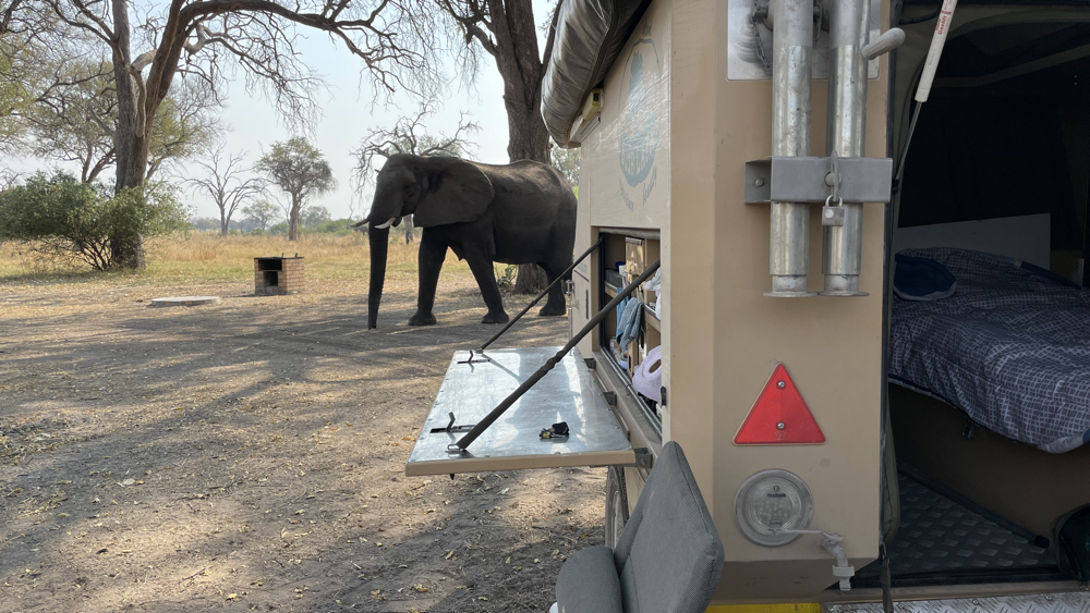 An elephant walking past our van.