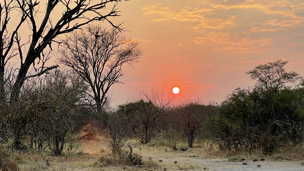 The sun rising over the bush.