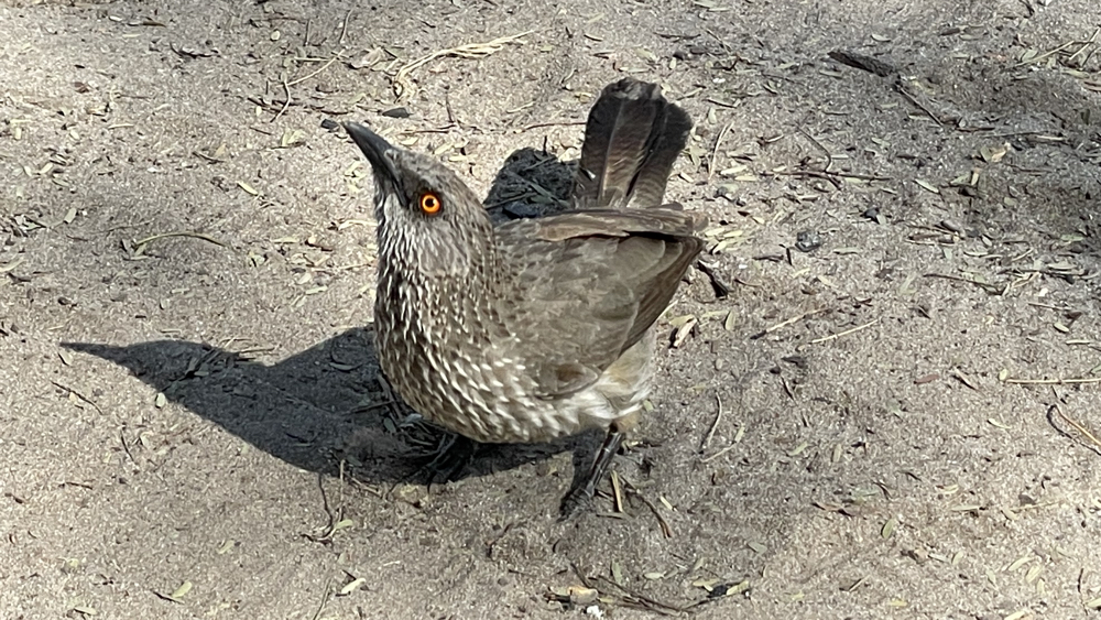 An arrow-marked babbler