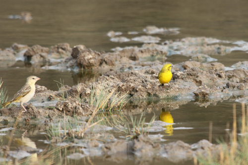 A couple of birds near the edge of the waterhole.