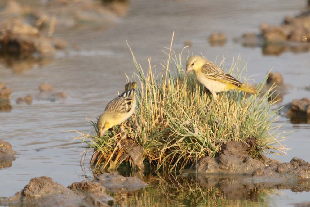 Two birds on a tiny island.