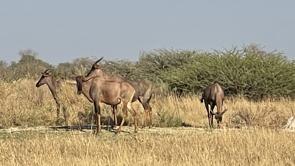 4 red hartebeest standing in an open area.