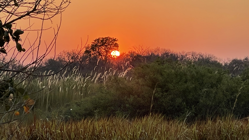 The sun just peeping over the bushes.