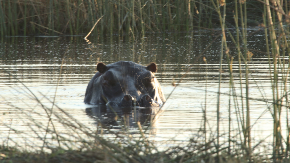 A hippo with its head out of the water looking straight at us.