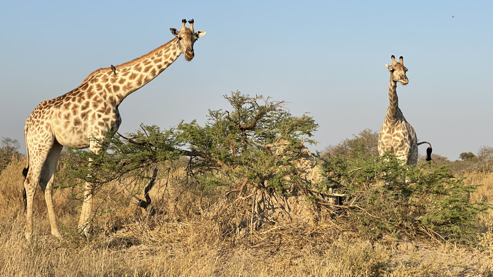 2 giraffe looing at us .