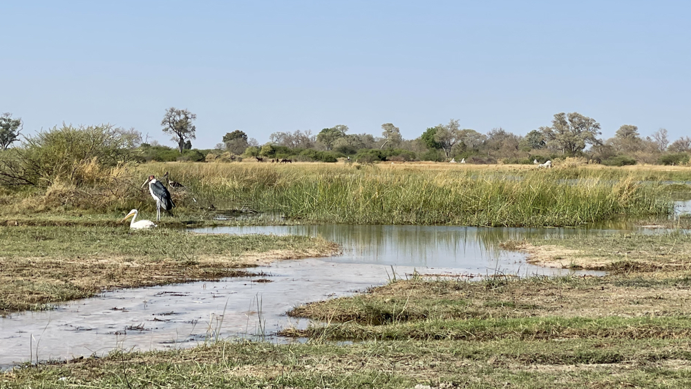 A Pan with water and reeds and some animals in the distance.