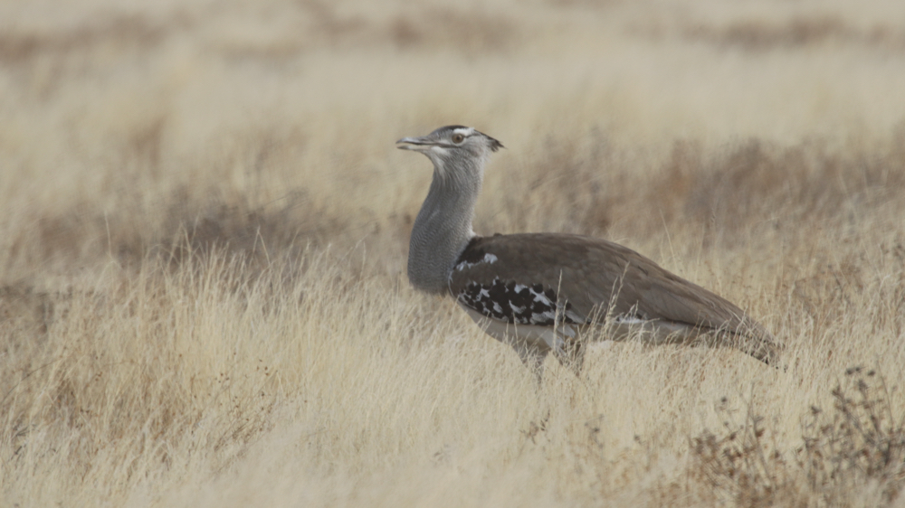  A Kori Bustard on the Pan.